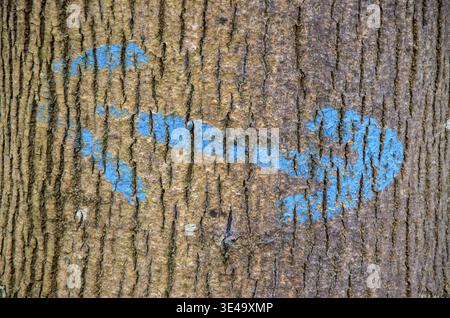 Blue painted arrow marking a walking path on a textured tree trunk Stock Photo