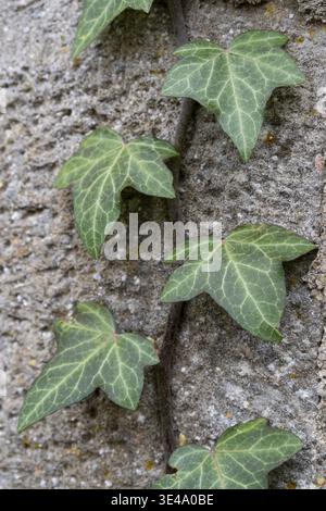 Green ivy leaves with visible veins crawling up a textured old stone wall Stock Photo