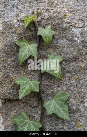 Ivy vine growing vertically on a textured concrete wall, showing fresh green leaves Stock Photo