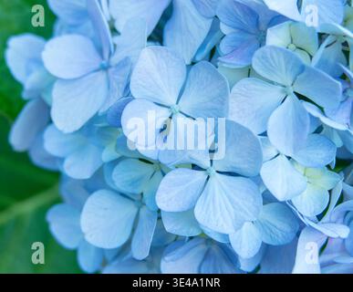 Shot of light blue hydrangea macrophylla petals with soft natural lighting and green leaves in the background Stock Photo