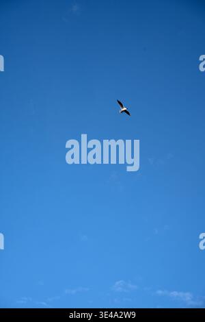 solitary seagull with outstretched wings soaring across an expansive deep-azure midday sky, minimal wisps of cloud and vast negative space evoking cal Stock Photo