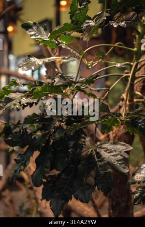 close-up of glossy tropical foliage with water droplets in a warm indoor botanical setting, deep dark-green lobed leaves and wooden branches framed by Stock Photo