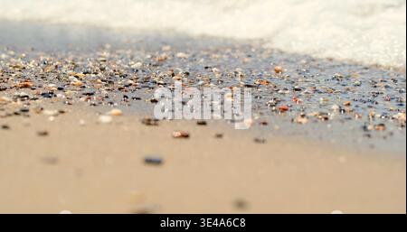 Seashells and small stones scattered on sandy shore near waterline during sunny daytime Stock Photo