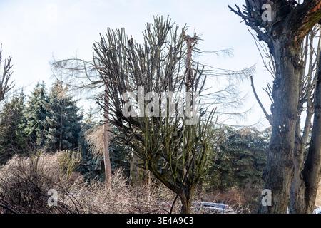 Heavily pruned trees in park or garden area, leafless branches shaped after maintenance, seasonal tree care and landscaping. Stock Photo