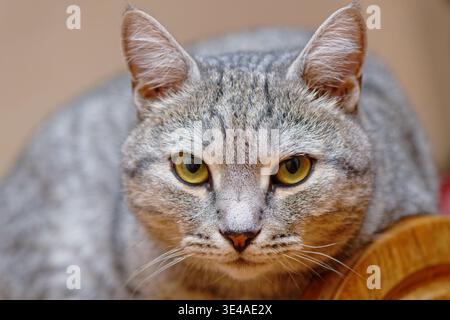 Grey cat looking at camera Stock Photo