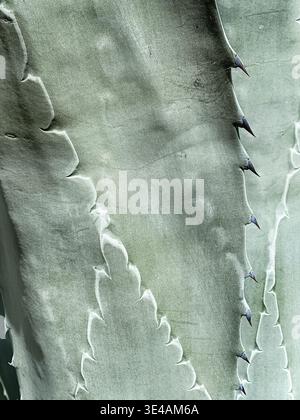 Background leaf pattern shows the detail on the leaves of an agave plant near Tecate. Stock Photo
