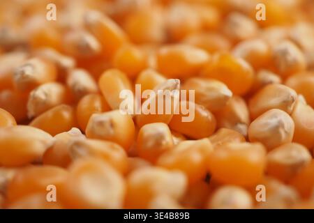 Corn kernels on display for sale in a market Stock Photo
