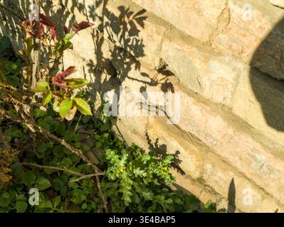 A small brown European wall lizard (Podarcis muralis) basking in the sun on a rustic stone wall. The lizard is warming up after winter hibernation. Stock Photo