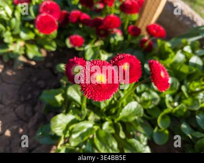 Close-up of bright red English Daisies (Bellis perennis) with yellow centers. Beautiful pompon-shaped blossoms growing in a sunny flower bed. Stock Photo