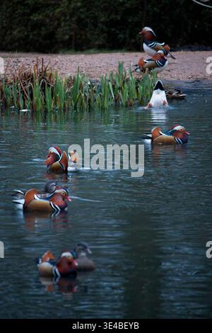 Mandarin ducks (Aix galericulata), males and females, on a park pond by reeds, Bluebell Walk, Richmond upon Thames, London, UK. Stock Photo