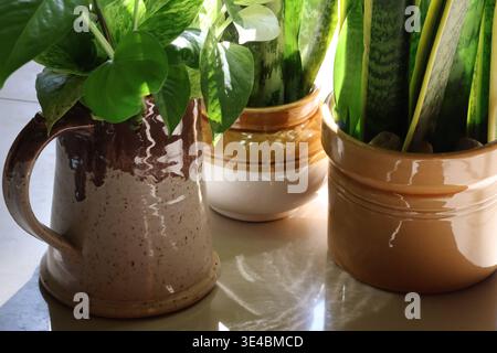Three Ceramic Pots With Indoor Plants Stock Photo