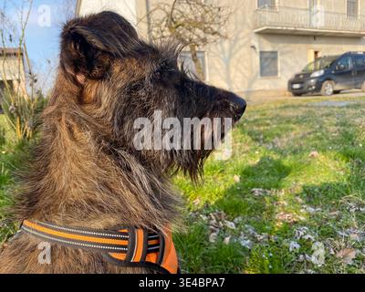 Scruffy haired dog wearing a bright orange harness, attentively looking ahead in profile during a clear day on a grassy field in Monticelli d'Ongina, Stock Photo