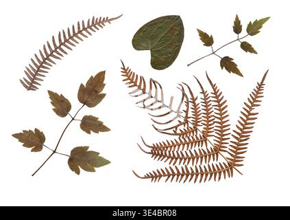 Minimalist flat lay of dried pressed isolated leaves and brown fern fronds. Trendy botanical collection on white background inspired by biophilic Stock Photo