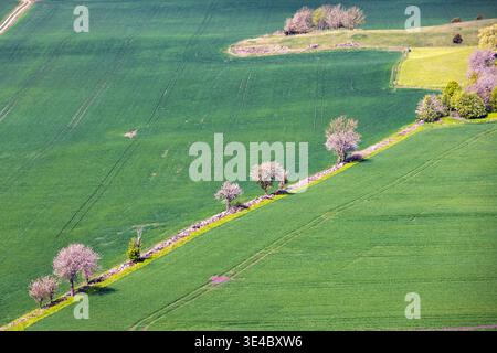 Flowering fruit trees at a stone wall in a rural landscape with green fields a sunny spring day Stock Photo
