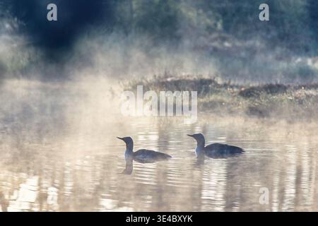 Pair of loon swimming in a lake a misty morning on a bog Stock Photo