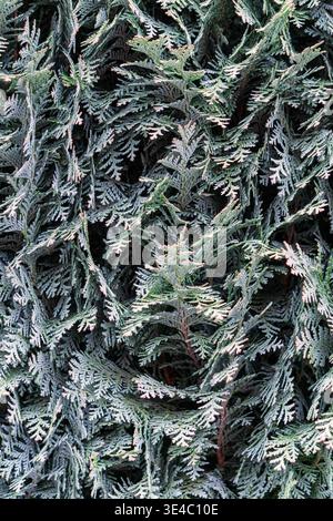 Close up of dense conifer branches with soft green needles forming a rich natural texture. Stock Photo