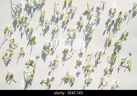 Forget-me-not (Myosotis sylvatica) flowers arranged on white paper, illuminated by strong sunlight. Dramatic crisp shadows create an artistic modern c Stock Photo