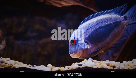 Uaru Fish Searches For Food On Bottom With Pebbles, side view. Blue Fish Uaru Swimming In Aquarium. Uaru Cichlid Or Uaru Amphiacanthoides, Triangle Stock Photo
