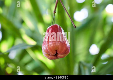 Fresh Rose Apples Growing on a Tree Branch Stock Photo