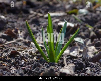 Small green sprout growing from the dark fertile soil in early s Stock Photo