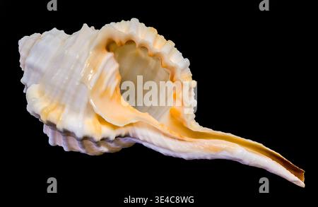 Spindle tibia seashell isolated on black background Stock Photo
