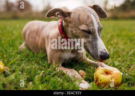 Whippet puppy chewing and eating apple in grass. Healthy pet snack outdoors Stock Photo