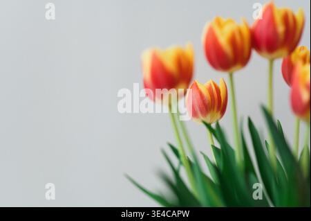 Bunch of colorful tulips on a white background 1 Stock Photo