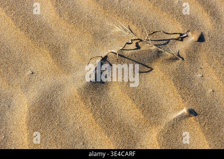 Close-up texture of wind-sculpted sand ripples on a dune or beach with a dried piece of plant and small stones, casting elongated shadows. Stock Photo