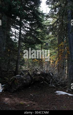 Fallen tree with dappled sunlight in Pine forest Stock Photo
