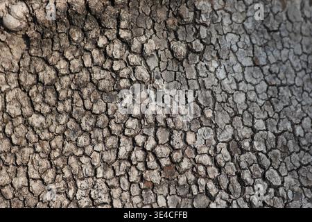 close up of bark texture of plane tree Stock Photo