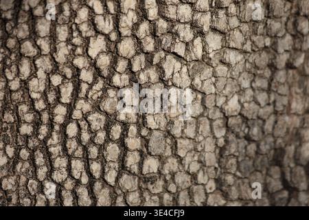 close up of bark texture of plane tree Stock Photo