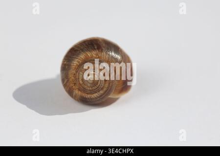 snail isolated on white background Stock Photo