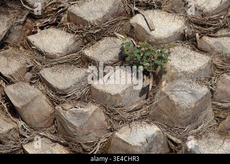 plants growing on the trunk of date palm Stock Photo