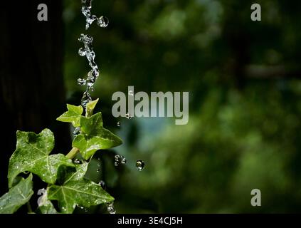Water droplets falling on green ivy leaves in Chiavenna, Italy, with natural light and blurred background Stock Photo