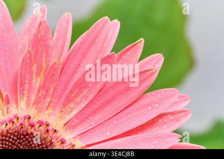 Close-up of pink gerbera flower petals with water droplets in Chiavenna, Italy, with soft green blurred background Stock Photo