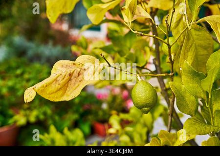 Green lemon growing on a tree branch with yellow leaves in Levanto, Italy, in a Mediterranean garden with soft blurred background Stock Photo