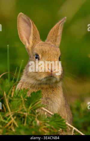 Baby Wild Rabbit (kit) sitting in green grass Stock Photo