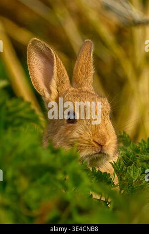 Baby Wild Rabbit (kit) sitting in green grass Stock Photo