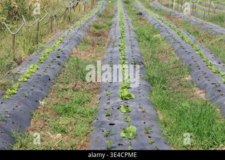 Rows of Young Green Lettuce Plants Growing Through Black Plastic Mulch on a Commercial Farm Stock Photo