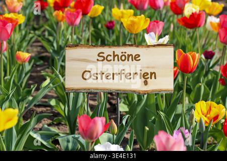 (Photo montage) A sign reading SCHÖNE OSTERFERIEN (Happy Easter Holidays) in a field of tulips Stock Photo