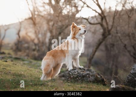 Border Collie Standing on Rock Looking Up in Golden Light: Elegant Border Collie gazing upward in warm sunset lighting. High quality photo Stock Photo