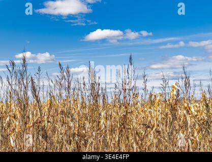 detail image of golden corn stalks against a blue sky Stock Photo