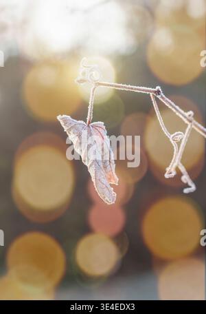 Backlit Grape Leaf and Tendrils with Ice Crystals Stock Photo