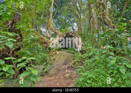 Fallen cinnamon tree in the Morn blanc nature trail, inside the national park, Mahe, Seychelles Stock Photo