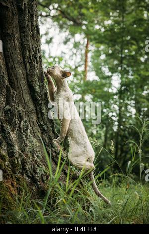 White Devon Rex Cat Standing on Hind Legs by Moss Covered Tree Stock Photo