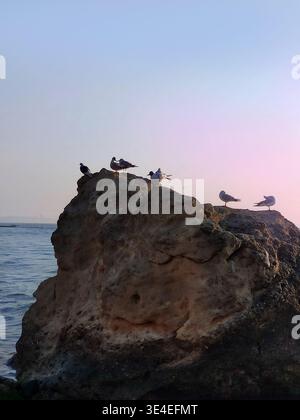 Seagulls resting on a large coastal rock at sunset. Tranquil seascape with soft evening light and clear sky. Peaceful marine scene by the ocean or sea Stock Photo