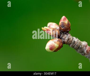 Close up of young cherry buds on tree branch in spring with soft green background, natural light, macro photography detail Stock Photo