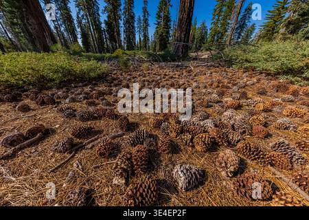 Jeffrey Pine, Pinus jeffreyi, trees and cones in Yosemite National Park, California, USA Stock Photo