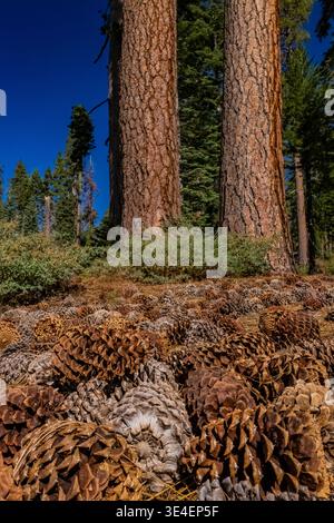 Jeffrey Pine, Pinus jeffreyi, trees and cones in Yosemite National Park, California, USA Stock Photo