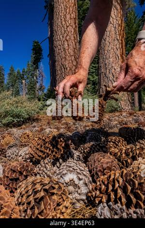 Jeffrey Pine, Pinus jeffreyi, cones consumed by squirrel in Yosemite National Park, California, USA Stock Photo